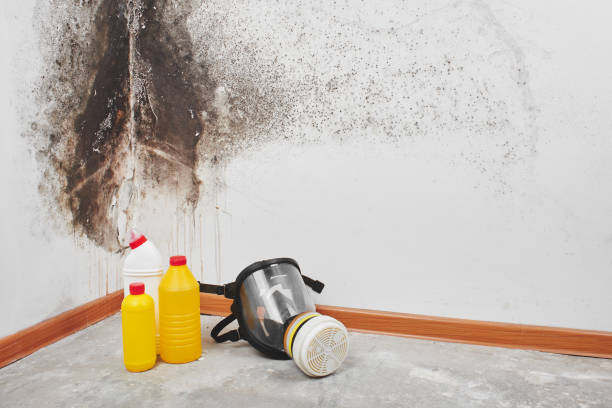 Best Basement Mold Remediation in Anthony, TX