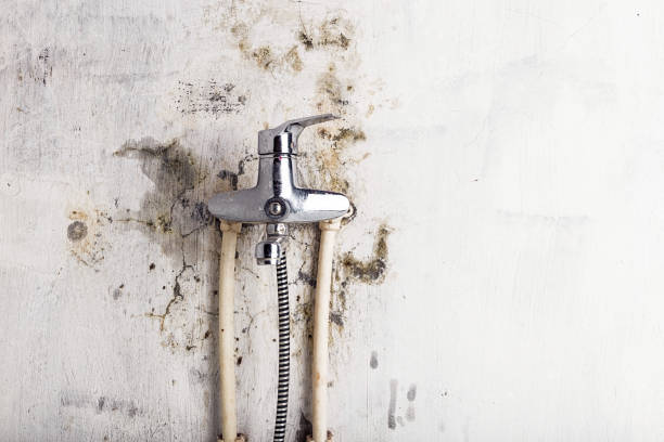 Best Residential Mold Remediation in Anthony, TX
