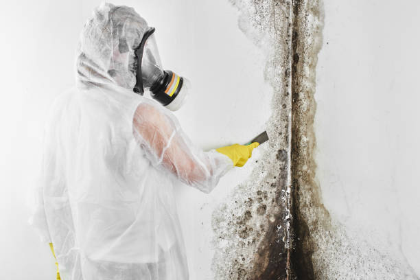 Anthony, TX Mold Remediation Company