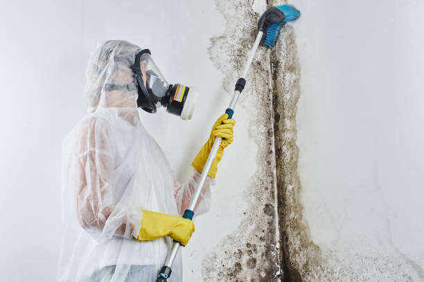 Best Commercial Mold Remediation in Anthony, TX