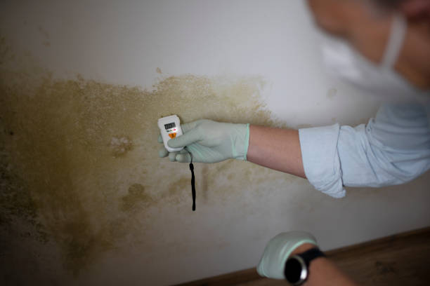 Best Health and Safety Mold Remediation in Anthony, TX