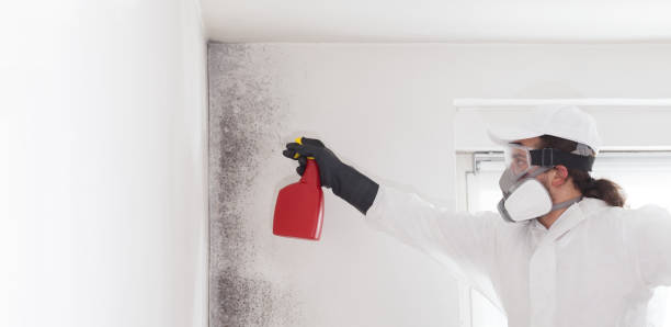 Best Localized Mold Remediation (e.g., coastal areas, humid climates) in Anthony, TX