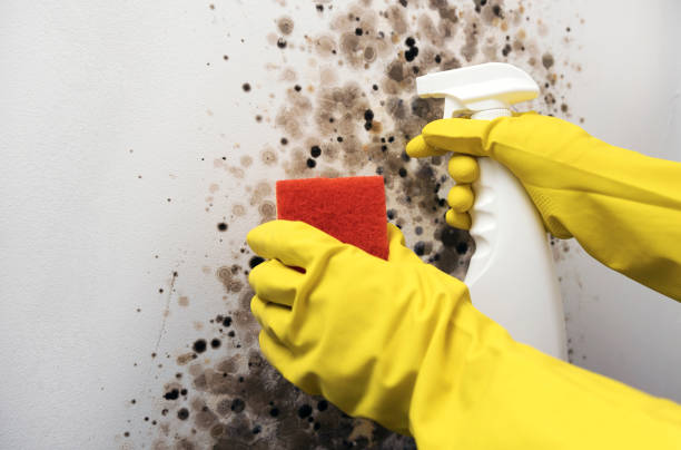 Best White Mold Remediation in Anthony, TX