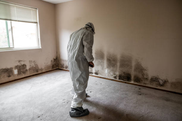 Best Commercial Mold Remediation in Anthony, TX