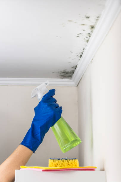 Best Mold Remediation for Specific Building Types in Anthony, TX
